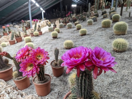 Foto: Festival kvitnúcich kaktusov v Bojniciach začal. Kvitnutie je už v plnom prúde. 57