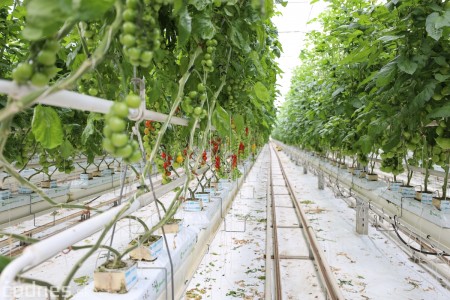 Foto a video: V Handlovej vylovili vyše 700.000 kilogramov sumčeka afrického a od svojho vzniku vyprodukovala 13,6 milióna kilogramov paradajok 0