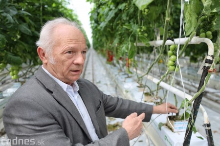 Foto a video: V Handlovej vylovili vyše 700.000 kilogramov sumčeka afrického a od svojho vzniku vyprodukovala 13,6 milióna kilogramov paradajok 1