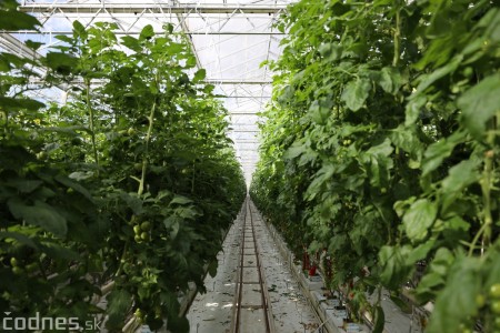 Foto a video: V Handlovej vylovili vyše 700.000 kilogramov sumčeka afrického a od svojho vzniku vyprodukovala 13,6 milióna kilogramov paradajok 2