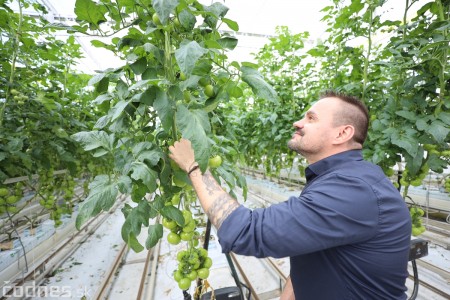 Foto a video: V Handlovej vylovili vyše 700.000 kilogramov sumčeka afrického a od svojho vzniku vyprodukovala 13,6 milióna kilogramov paradajok 3