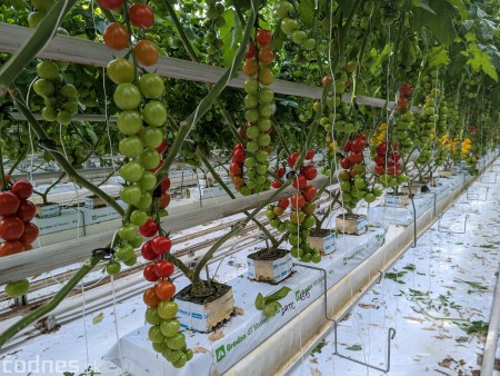 Foto a video: V Handlovej vylovili vyše 700.000 kilogramov sumčeka afrického a od svojho vzniku vyprodukovala 13,6 milióna kilogramov paradajok 7