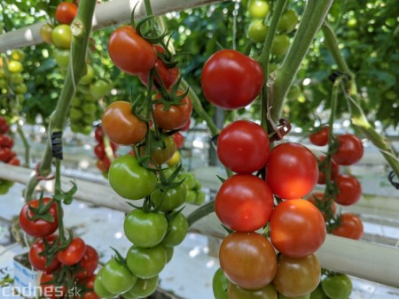 Foto a video: V Handlovej vylovili vyše 700.000 kilogramov sumčeka afrického a od svojho vzniku vyprodukovala 13,6 milióna kilogramov paradajok 8