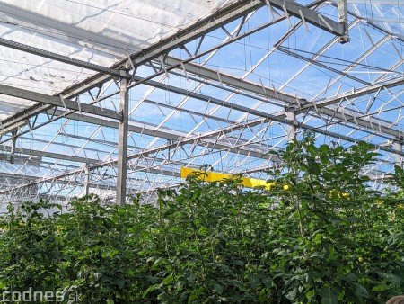 Foto a video: V Handlovej vylovili vyše 700.000 kilogramov sumčeka afrického a od svojho vzniku vyprodukovala 13,6 milióna kilogramov paradajok 9