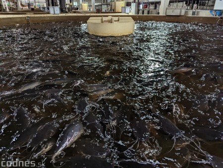 Foto a video: V Handlovej vylovili vyše 700.000 kilogramov sumčeka afrického a od svojho vzniku vyprodukovala 13,6 milióna kilogramov paradajok 10