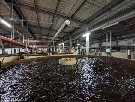 Foto a video: V Handlovej vylovili vyše 700.000 kilogramov sumčeka afrického a od svojho vzniku vyprodukovala 13,6 milióna kilogramov paradajok 11