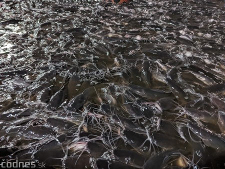 Foto a video: V Handlovej vylovili vyše 700.000 kilogramov sumčeka afrického a od svojho vzniku vyprodukovala 13,6 milióna kilogramov paradajok 12