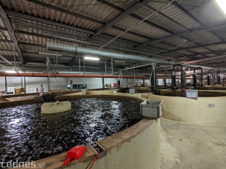 Foto a video: V Handlovej vylovili vyše 700.000 kilogramov sumčeka afrického a od svojho vzniku vyprodukovala 13,6 milióna kilogramov paradajok 13