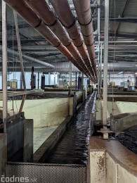 Foto a video: V Handlovej vylovili vyše 700.000 kilogramov sumčeka afrického a od svojho vzniku vyprodukovala 13,6 milióna kilogramov paradajok 15