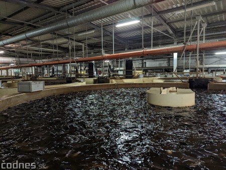 Foto a video: V Handlovej vylovili vyše 700.000 kilogramov sumčeka afrického a od svojho vzniku vyprodukovala 13,6 milióna kilogramov paradajok 16