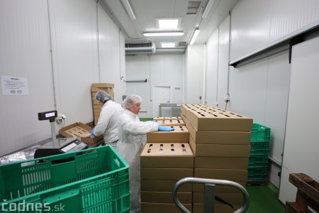 Foto a video: V Handlovej vylovili vyše 700.000 kilogramov sumčeka afrického a od svojho vzniku vyprodukovala 13,6 milióna kilogramov paradajok 24