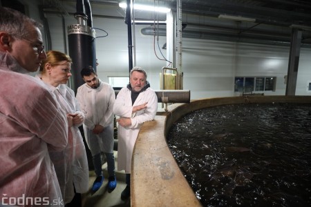 Foto a video: V Handlovej vylovili vyše 700.000 kilogramov sumčeka afrického a od svojho vzniku vyprodukovala 13,6 milióna kilogramov paradajok 26