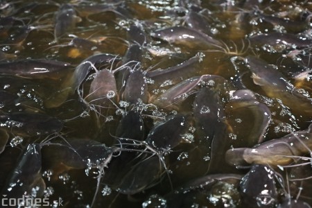 Foto a video: V Handlovej vylovili vyše 700.000 kilogramov sumčeka afrického a od svojho vzniku vyprodukovala 13,6 milióna kilogramov paradajok 27