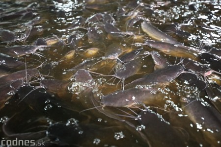 Foto a video: V Handlovej vylovili vyše 700.000 kilogramov sumčeka afrického a od svojho vzniku vyprodukovala 13,6 milióna kilogramov paradajok 28