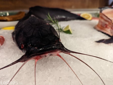 Foto a video: V Handlovej vylovili vyše 700.000 kilogramov sumčeka afrického a od svojho vzniku vyprodukovala 13,6 milióna kilogramov paradajok 33