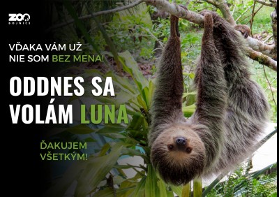 Bojnice: Samičke leňocha dvojprstého z bojnickej zoo vybrali meno Luna
