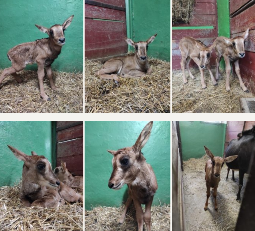 Bojnice: Antilopie stádo v bojnickej zoo posilnili dve mláďatá