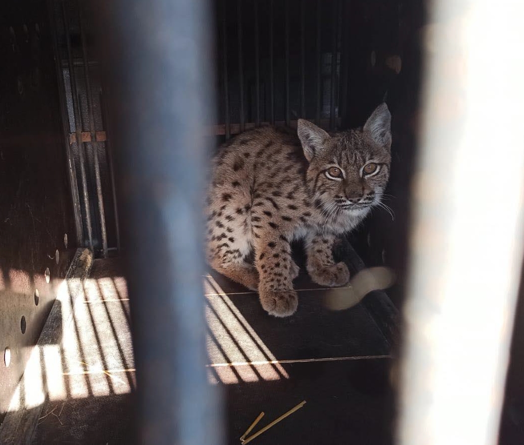Zoo Bojnice sa stará o mláďa rysa Karla, prišiel z Chorvátska