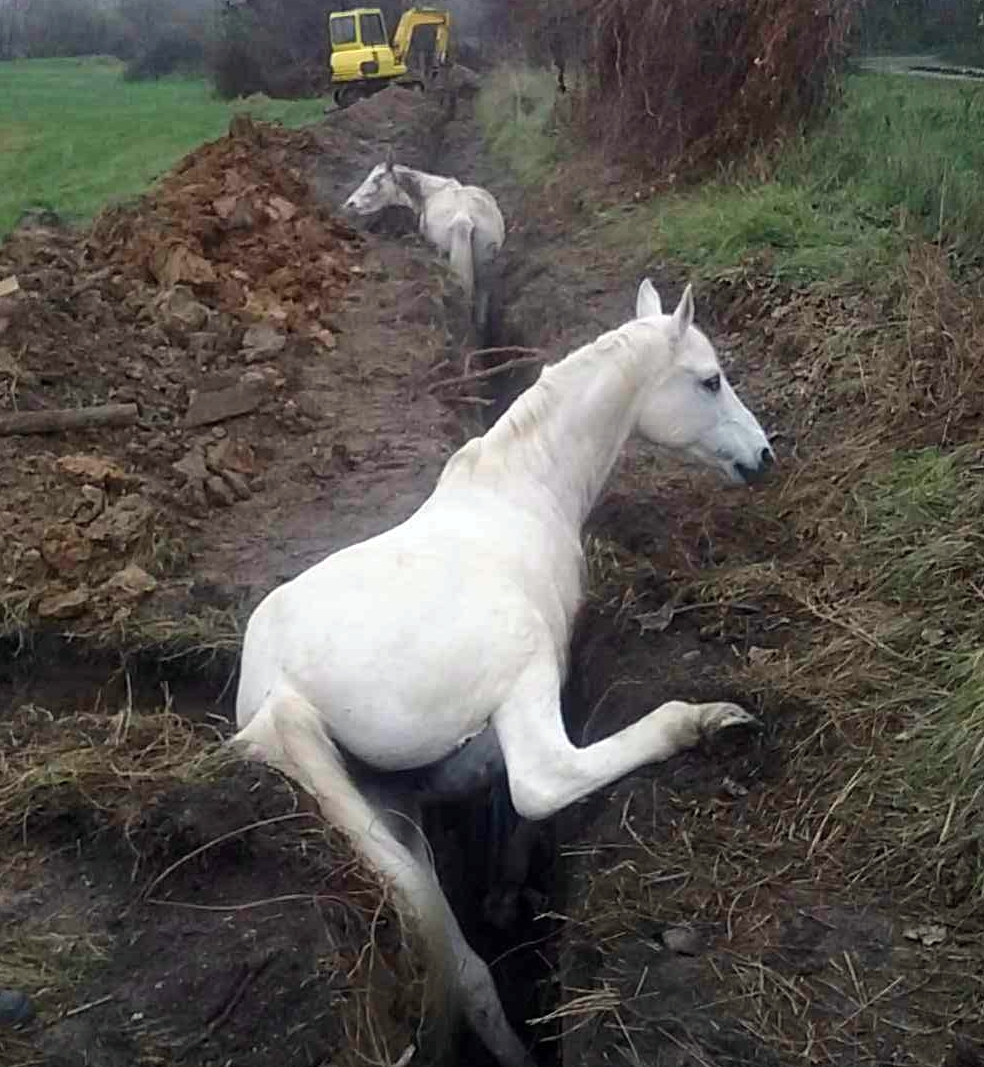 Foto: Dvojica koní spadla do úzkej jamy, pomohli im prievidzskí hasiči