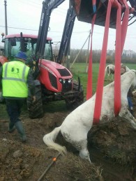 Foto: Dvojica koní spadla do úzkej jamy, pomohli im prievidzskí hasiči 2