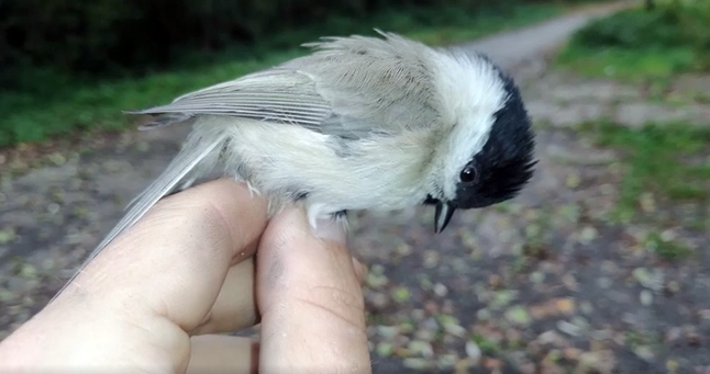 Video: Na Hornej Nitre sa chytili sýkorku hôrnu. Nie je však hocijaká. Ide o rekordérku, aká nemá v Európe konkurenciu.