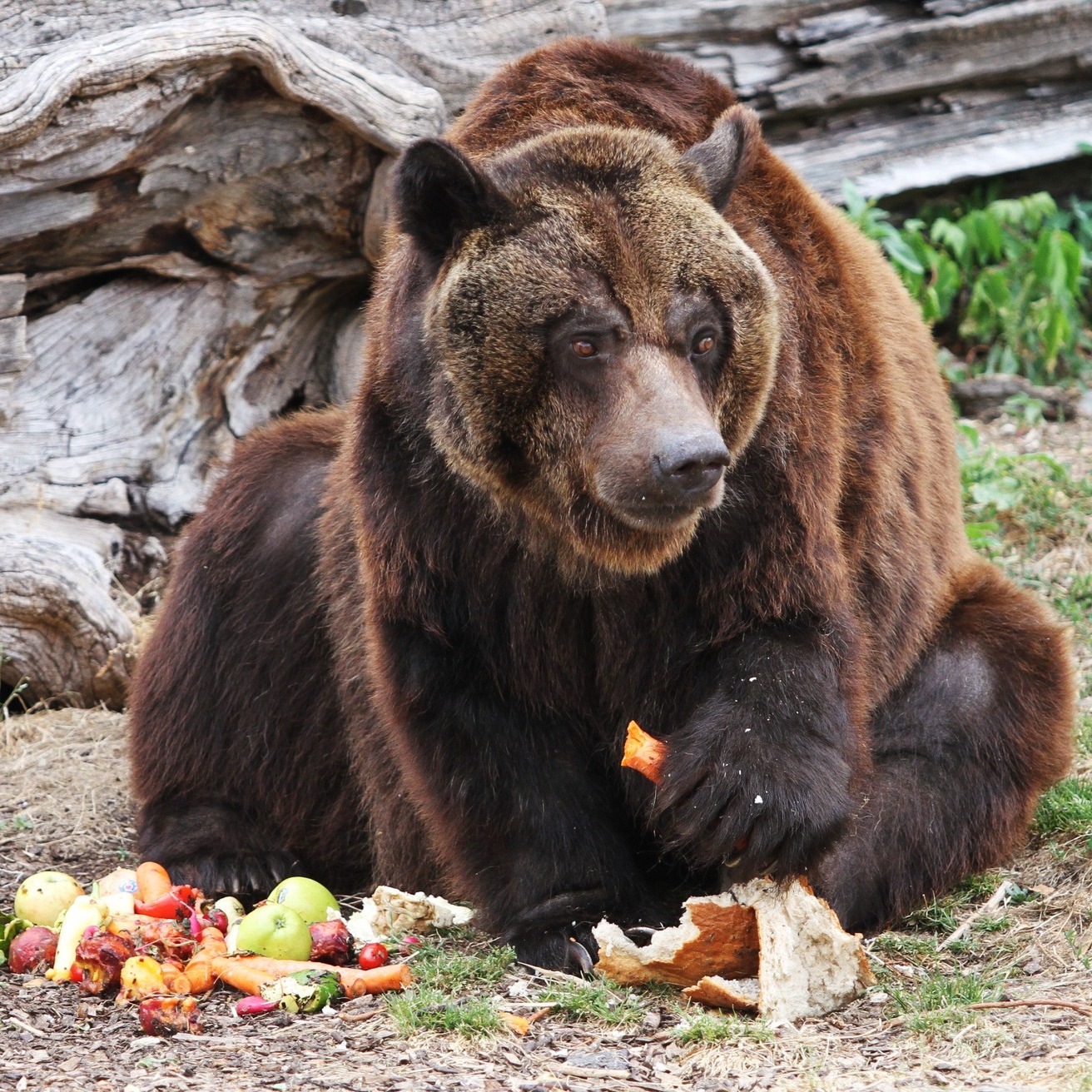 Zoo Bojnice uspala jedného z medveďov, bol v zlom zdravotnom stave