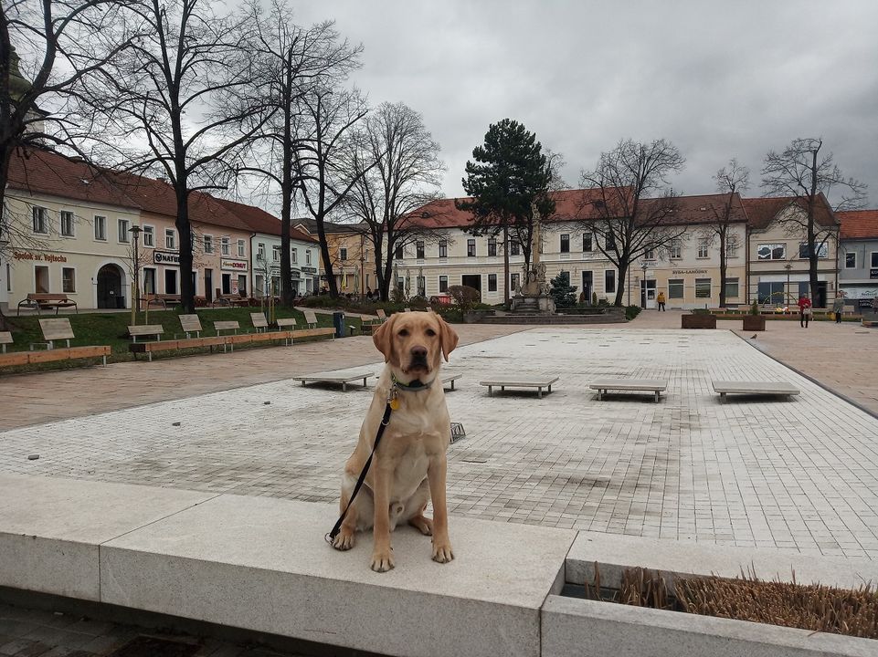 Mesto Prievidza podporuje výchovu terapeutických psov