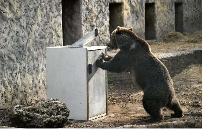 VIDEO: Medvede zo Zoo Bojnice testovali kryt na kontajnery
