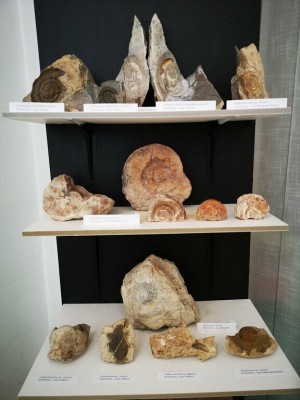Hornonitrianske múzeum v Prievidzi predstavuje skameneliny z regiónu