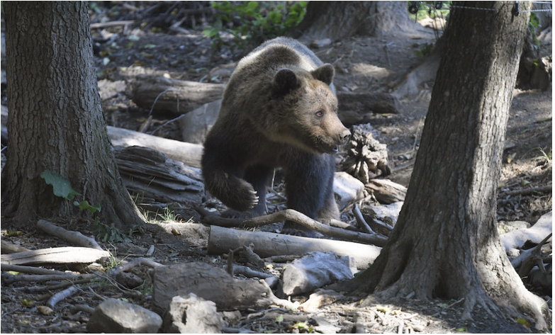 V Kľačne (okres Prievidza) postrelili v sebaobrane pri spoločnej poľovačke medveďa hnedého