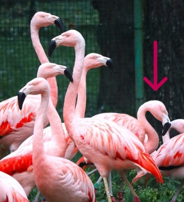 Plameniak čilský sa v týchto dňoch v bojnickej zoo dožíva 50 rokov