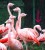 Plameniak čilský sa v týchto dňoch v bojnickej zoo dožíva 50 rokov