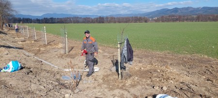 Foto: Aleja ovocných stromov pribudla v blízkosti bytových domov v Lazanoch v okrese Prievidza 4