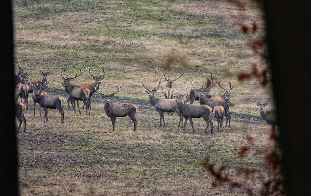 Video: Poľnohospodári na Hornej Nitre tvrdia, že tohtoročná sezóna bude jednou z najhorších. Plodiny im zjedla lesná zver