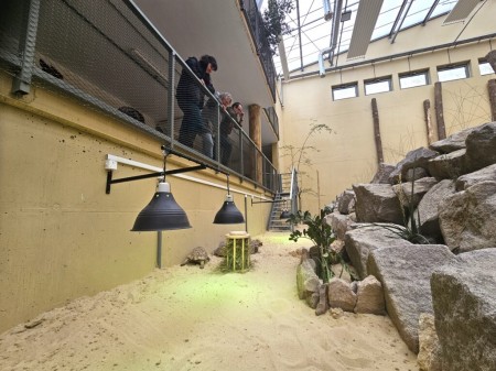 Foto a video: Bojnická zoo má v pavilóne slonov novú expozíciu. Predstavuje korytnačky leopardie 1