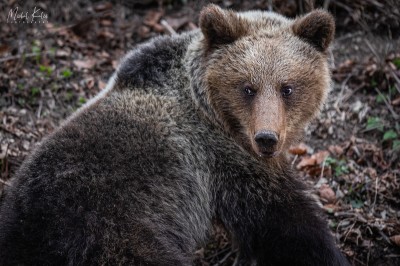 Polícia upozorňuje na výskyt medveďov v okrese Prievidza