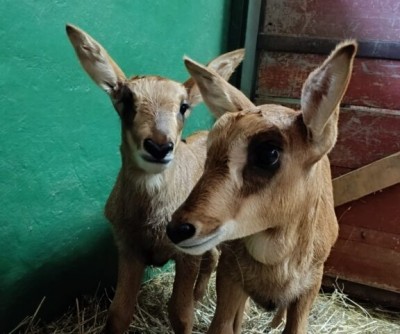 Foto: V bojnickej zoo pribudla dvojica mláďat antilopy vranej