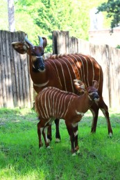 Obrovská radosť! Stádo antilopy bongo v bojnickej zoo sa rozrástlo o tri mláďatá (foto) 0