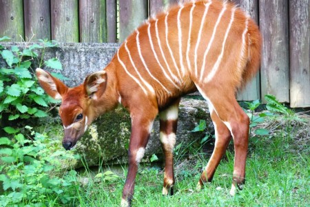 Obrovská radosť! Stádo antilopy bongo v bojnickej zoo sa rozrástlo o tri mláďatá (foto) 1