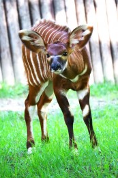 Obrovská radosť! Stádo antilopy bongo v bojnickej zoo sa rozrástlo o tri mláďatá (foto) 2