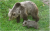 V Malinovej pri Prievidzi videli popoludní medveďa, upozornila polícia