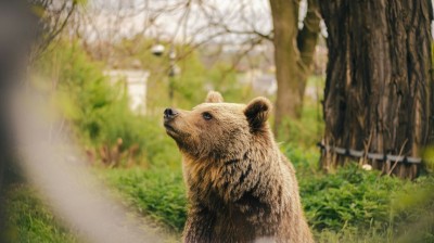 Obyvateľ mesta Handlová upozornil na stret s mláďaťom medveďa hnedého