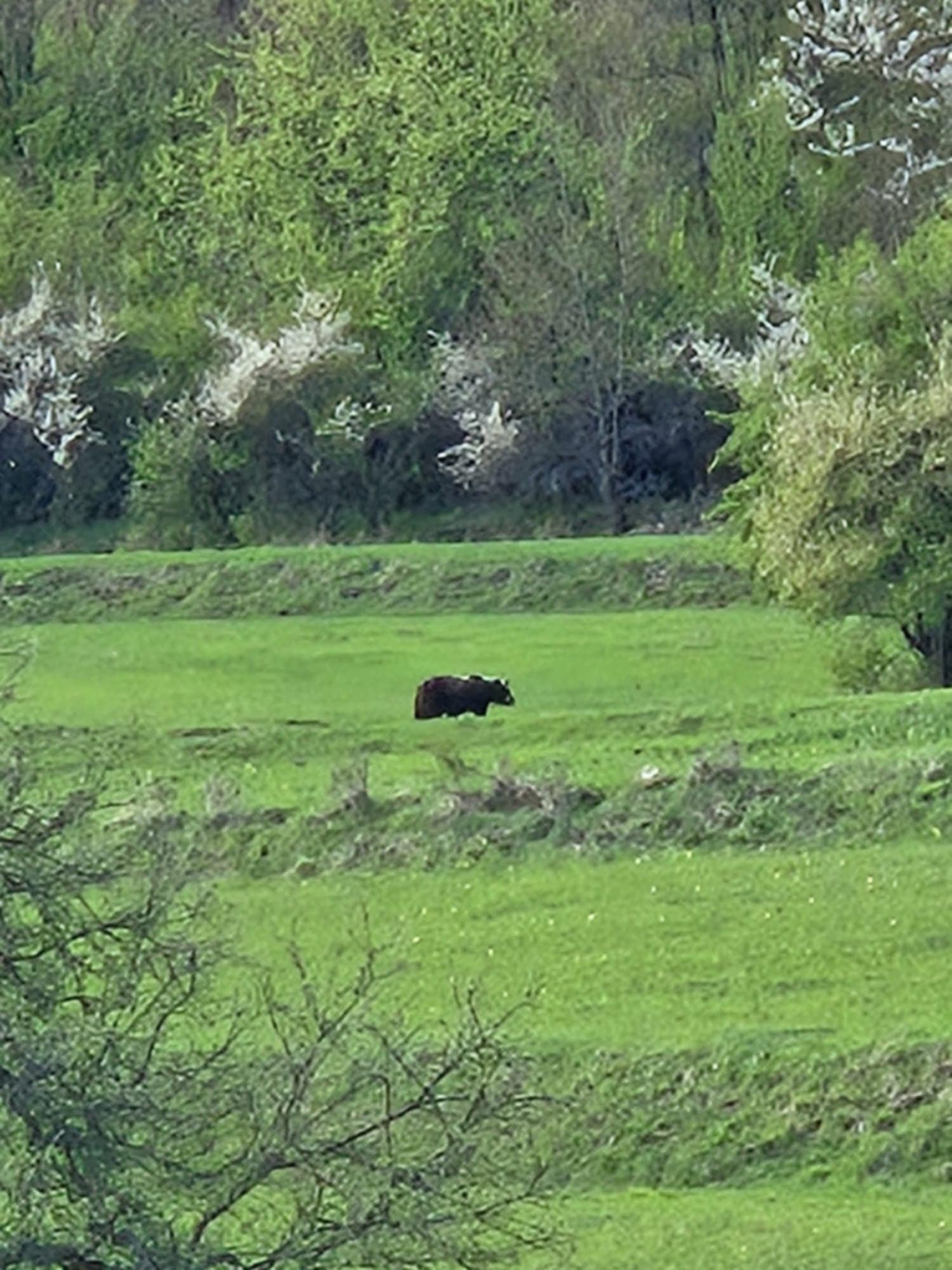 Foto: Dávajte pozor, obec Valaská Belá v okrese Prievidza upozorňuje na opakovaný výskyt medveďa medzi bytovkami