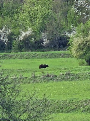 Foto: Dávajte pozor, obec Valaská Belá v okrese Prievidza upozorňuje na opakovaný výskyt medveďa medzi bytovkami