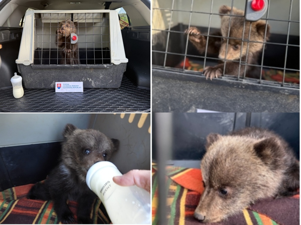 Foto: Prvé mláďatá medveďa hnedého v novej rehabilitačnej stanici Národnej zoo Bojnice