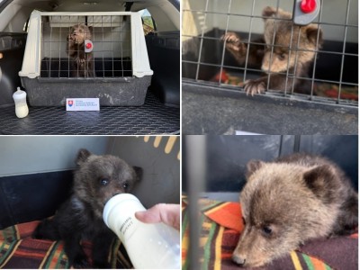 Foto: Prvé mláďatá medveďa hnedého v novej rehabilitačnej stanici Národnej zoo Bojnice