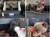 Foto: Prvé mláďatá medveďa hnedého v novej rehabilitačnej stanici Národnej zoo Bojnice