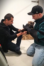 Foto: Prvé mláďatá medveďa hnedého v novej rehabilitačnej stanici Národnej zoo Bojnice 0