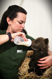 Foto: Prvé mláďatá medveďa hnedého v novej rehabilitačnej stanici Národnej zoo Bojnice 1