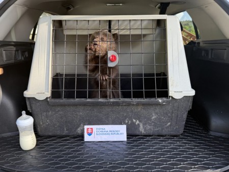 Foto: Prvé mláďatá medveďa hnedého v novej rehabilitačnej stanici Národnej zoo Bojnice 2